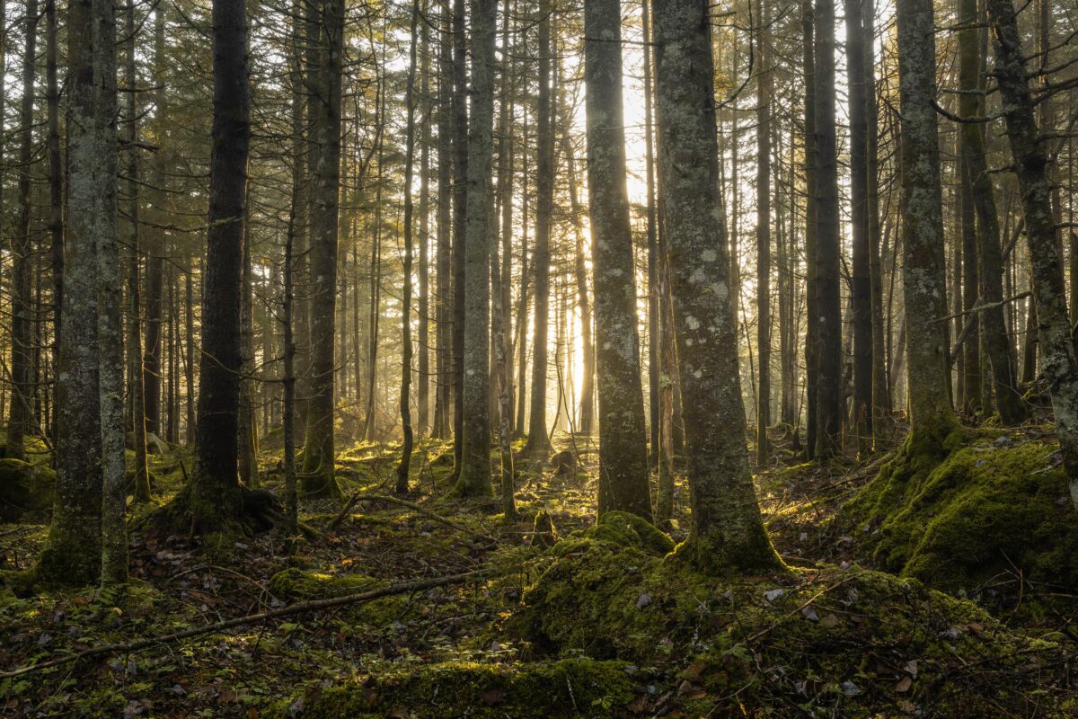 Los bosques sagrados (V-Fin)