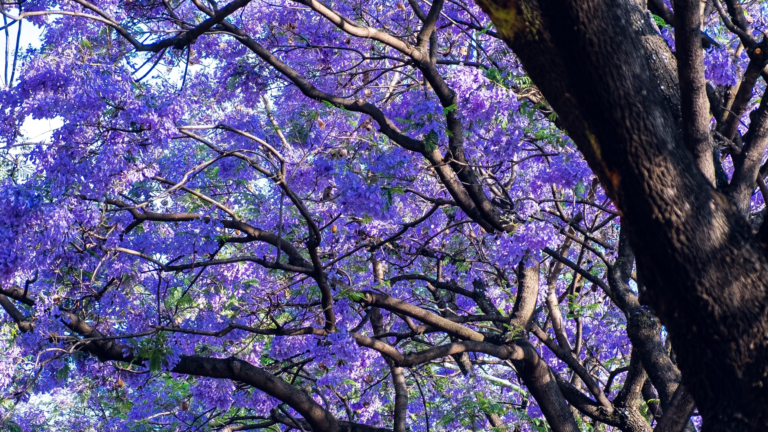 Elogio de la Jacaranda