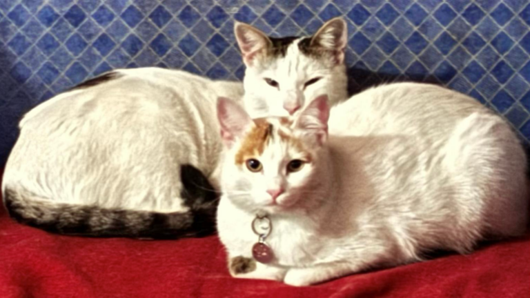 Mis gatas en Abisinia